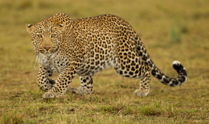 leopard